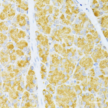 Immunofluorescence analysis of HeLa cells using AMPKa1/AMPKa2 Polyclonal Antibody at dilution of  1:100 (40x lens). Blue: DAPI for nuclear staining.