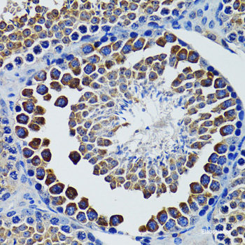 Immunofluorescence analysis of NIH/3T3 cells using SLC25A19 Polyclonal Antibody at dilution of  1:100. Blue: DAPI for nuclear staining.