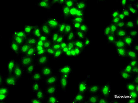 Immunofluorescence analysis of NIH/3T3 cells using JAG1 Polyclonal Antibody at dilution of  1:100. Blue: DAPI for nuclear staining.