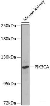 Immunofluorescence analysis of U-2 OS cells using Mitofusin 2 Polyclonal Antibody at dilution of  1:100. Blue: DAPI for nuclear staining.
