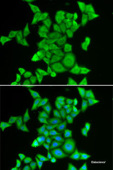 Immunofluorescence analysis of L929 cells using PALD1 Polyclonal Antibody at dilution of  1:100 (40x lens). Blue: DAPI for nuclear staining.