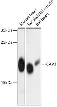 Immunohistochemistry of paraffin-embedded Rat brain using MTNR1A Polyclonal Antibody at dilution of  1:100 (40x lens).