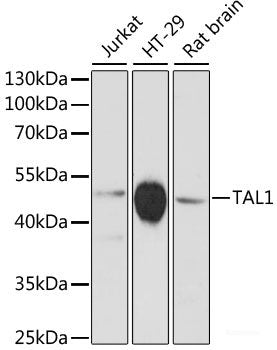 Immunofluorescence analysis of NIH-3T3 cells using USE1 Polyclonal Antibody at dilution of  1:100 (40x lens). Blue: DAPI for nuclear staining.