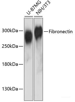 Immunofluorescence analysis of Rat oophoroma cells using ZP3 Polyclonal Antibody at dilution of  1:100. Blue: DAPI for nuclear staining.