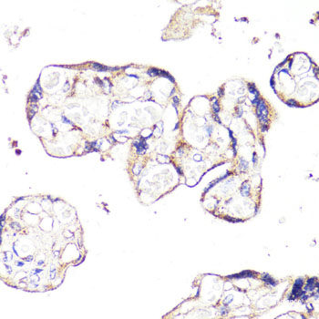 Immunofluorescence analysis of C6 cells using IDH1 Polyclonal Antibody at dilution of  1:100 (40x lens). Blue: DAPI for nuclear staining.