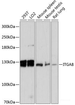 Immunofluorescence analysis of HeLa cells using ASIP Polyclonal Antibody 