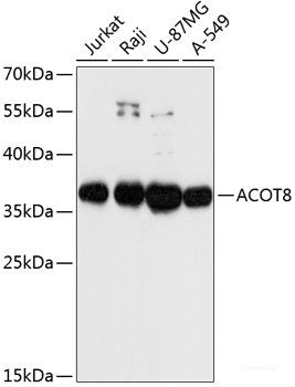 Immunohistochemistry of paraffin-embedded Rat lung using CD40 Polyclonal Antibody at dilution of  1:200 (40x lens).