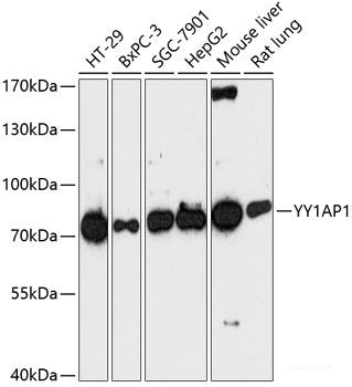 Immunofluorescence analysis of U2OS cells using ILF2 Polyclonal Antibody