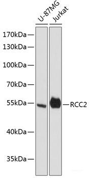 Immunohistochemistry of paraffin-embedded Mouse testis using KLKB1 Polyclonal Antibody at dilution of  1:200 (40x lens).