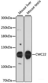Western blot analysis of extracts of various cell lines using NUDT1 Polyclonal Antibody at dilution of 1:1000.