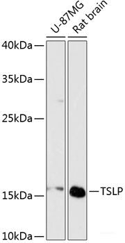 Immunohistochemistry of paraffin-embedded Rat liver using PYCR1 Polyclonal Antibody at dilution of  1:200 (40x lens).