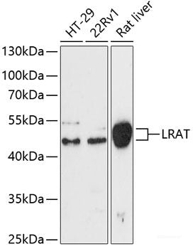 Immunofluorescence analysis of A549 cells using MAP4K3 Polyclonal Antibody