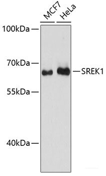 Western blot analysis of extracts of various cell lines using SEPHS1 Polyclonal Antibody at dilution of 1:1000.