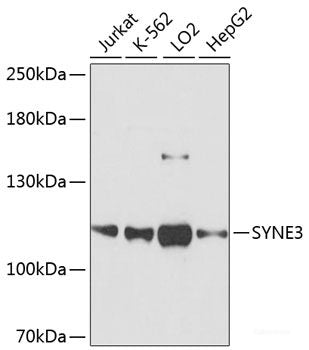 Immunofluorescence analysis of U2OS cells using TARDBP Polyclonal Antibody at dilution of  1:100. Blue: DAPI for nuclear staining.