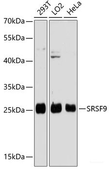 Western blot analysis of extracts of various cell lines using NRBF2 Polyclonal Antibody at dilution of 1:1000.
