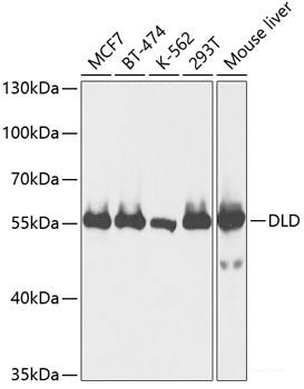 Immunohistochemistry of paraffin-embedded Human tonsil using MLKL Polyclonal Antibody at dilution of  1:100 (40x lens).