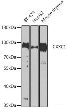 Immunohistochemistry of paraffin-embedded Rat testis using USP7 Polyclonal Antibody at dilution of  1:100 (40x lens).