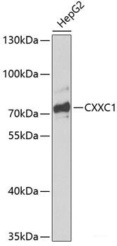Immunofluorescence analysis of HeLa cells using TCAP Polyclonal Antibody 