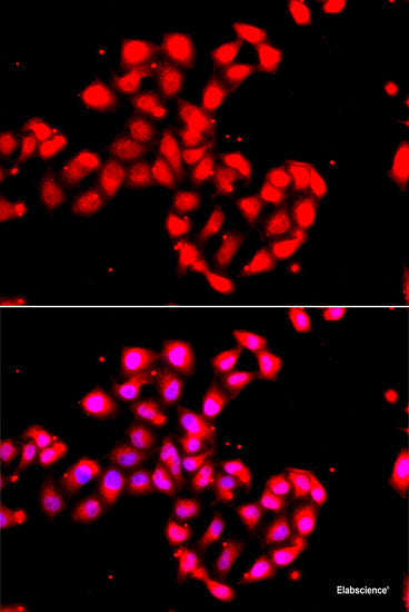 Immunohistochemistry of paraffin-embedded Mouse heart using CREB3 Polyclonal Antibody at dilution of  1:100 (40x lens).