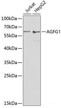 Western blot analysis of extracts of various cell lines using NR3C1 Polyclonal Antibody at dilution of 1:1000.