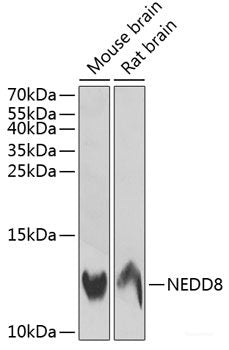 Western blot analysis of extracts of various cell lines using NDUFB7 Polyclonal Antibody at dilution of 1:3000.