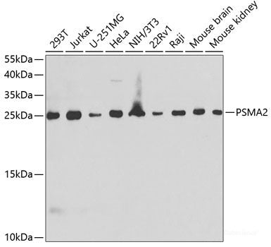 Western blot analysis of extracts of various cell lines using GEMIN8 Polyclonal Antibody at dilution of 1:3000.