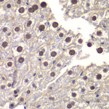 Immunofluorescence analysis of L929 cells using IDH3B Polyclonal Antibody at dilution of  1:100 (40x lens). Blue: DAPI for nuclear staining.