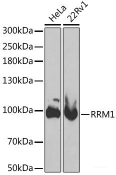 Immunohistochemistry of paraffin-embedded Rat testis using P2RY2 Polyclonal Antibody at dilution of  1:100 (40x lens).