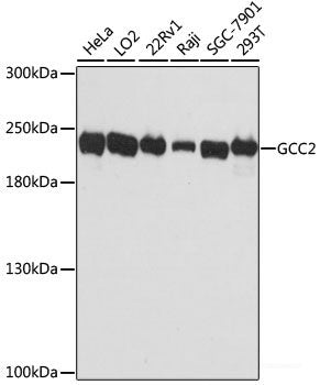 Immunofluorescence analysis of U2OS cells using NOS2 Polyclonal Antibody at dilution of  1:100. Blue: DAPI for nuclear staining.