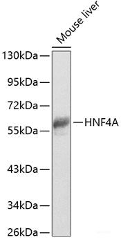 Immunofluorescence analysis of C6 cells using ADAM11 Polyclonal Antibody at dilution of  1:100. Blue: DAPI for nuclear staining.
