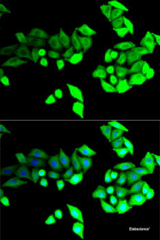 Immunofluorescence analysis of L929 cells using TMEM25 Polyclonal Antibody at dilution of  1:100. Blue: DAPI for nuclear staining.