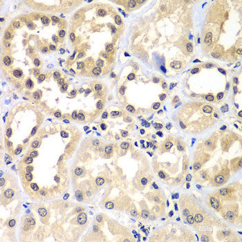Immunofluorescence analysis of HeLa cells using INMT Polyclonal Antibody at dilution of  1:100. Blue: DAPI for nuclear staining.