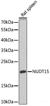 Immunohistochemistry of paraffin-embedded Mouse kidney using ZNF597 Polyclonal Antibody at dilution of  1:100 (40x lens).