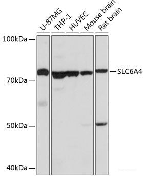 Immunohistochemistry of paraffin-embedded Human lung using BRIX1 Polyclonal Antibody at dilution of  1:100 (40x lens).