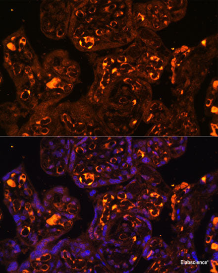 Immunohistochemistry of paraffin-embedded Rat retina using PDC Polyclonal Antibody at dilution of  1:200 (40x lens).