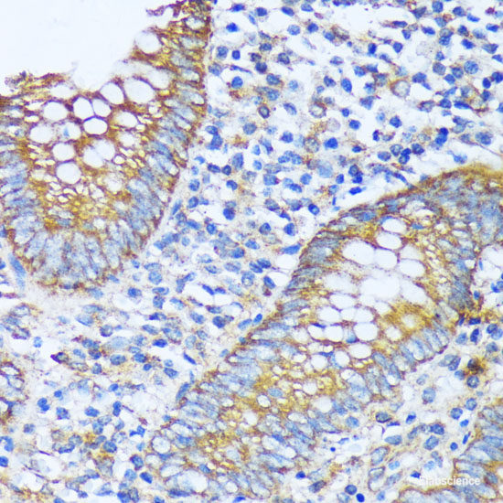 Immunohistochemistry of paraffin-embedded Rat spleen using COX15 Polyclonal Antibody at dilution of  1:100 (40x lens).