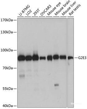 Immunohistochemistry of paraffin-embedded Rat heart using ALOX12 Polyclonal Antibody at dilution of  1:100 (40x lens).