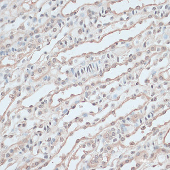 Immunofluorescence analysis of C6 cells using GBX2 Polyclonal Antibody at dilution of  1:100. Blue: DAPI for nuclear staining.