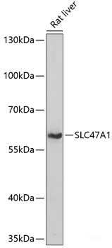 Immunohistochemistry of paraffin-embedded Rat heart using BAG3 Polyclonal Antibody at dilution of  1:100 (40x lens).