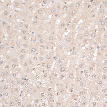 Immunohistochemistry of paraffin-embedded Human tonsil using ZNF574 Polyclonal Antibody at dilution of  1:100 (40x lens).