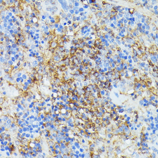 Immunohistochemistry of paraffin-embedded Rat brain using ZNF433 Polyclonal Antibody at dilution of  1:100 (40x lens).