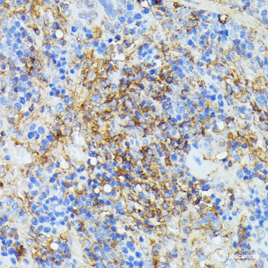 Immunohistochemistry of paraffin-embedded Rat brain using ZNF433 Polyclonal Antibody at dilution of  1:100 (40x lens).