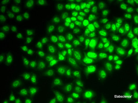 Immunofluorescence analysis of U2OS cells using AANAT Polyclonal Antibody at dilution of  1:100. Blue: DAPI for nuclear staining.