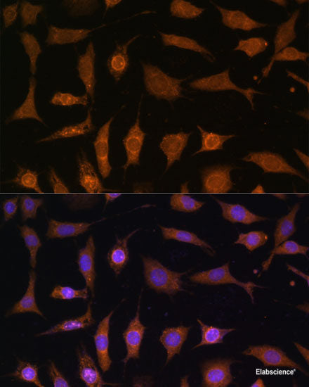 Immunofluorescence analysis of Rat colon using CLCA1 Polyclonal Antibody at dilution of  1:100 (40x lens). Blue: DAPI for nuclear staining.