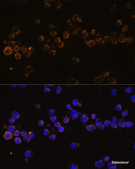 Immunofluorescence analysis of U-251MG cells using NPY Polyclonal Antibody at dilution of  1:100 (40x lens). Blue: DAPI for nuclear staining.