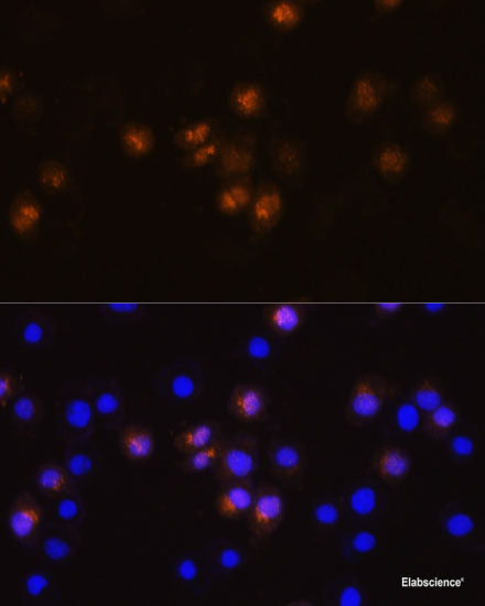 Immunofluorescence analysis of C6 cells using XK Polyclonal Antibody at dilution of  1:100. Blue: DAPI for nuclear staining.
