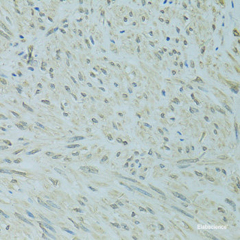 Immunofluorescence analysis of U-2 OS cells using CNBP Polyclonal Antibody at dilution of  1:100. Blue: DAPI for nuclear staining.