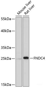 Immunofluorescence analysis of U2OS cells using ZBTB20 Polyclonal Antibody at dilution of  1:100. Blue: DAPI for nuclear staining.