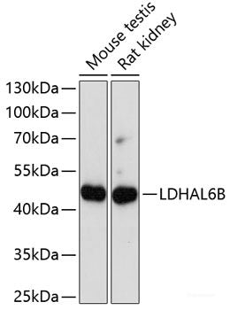 Immunofluorescence analysis of C6 cells using PYCR2 Polyclonal Antibody at dilution of  1:100. Blue: DAPI for nuclear staining.