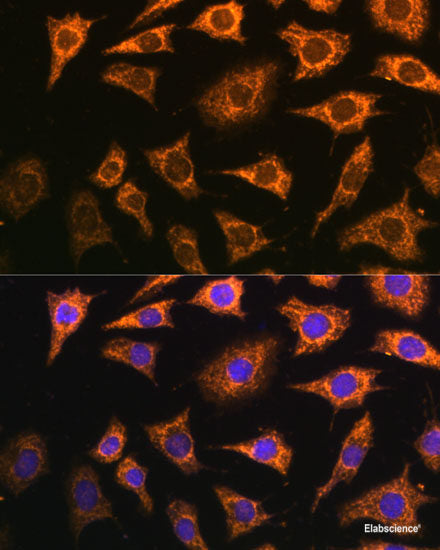 Immunofluorescence analysis of U2OS cells using BAIAP2L1 Polyclonal Antibody at dilution of  1:100. Blue: DAPI for nuclear staining.